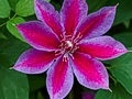 Clematis Akaishi IMG_2416 Powojnik